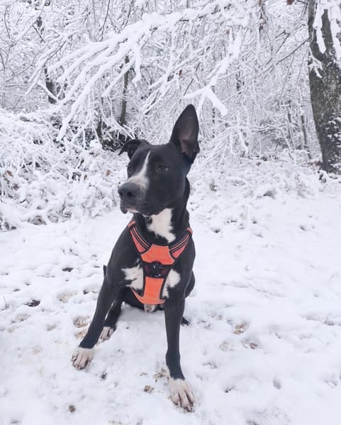 JEÏKO Mâle Berger créole junior
