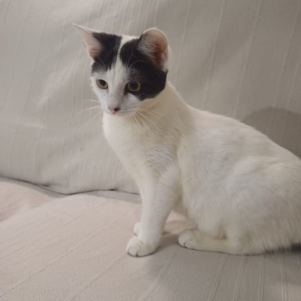 KALICY, chaton femelle européen