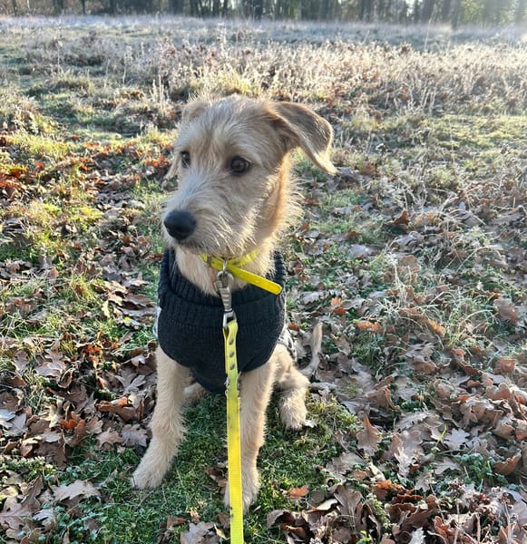 MANHATTAN, chiot femelle croisée