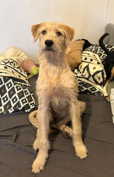 MANHATTAN, chiot femelle croisée