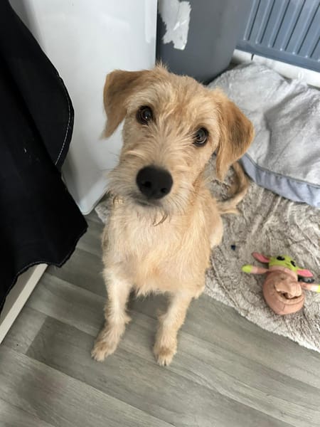 MANHATTAN, chiot femelle croisée