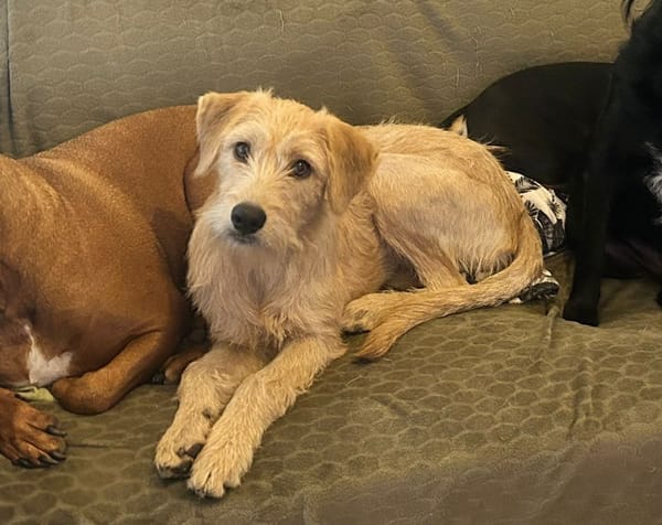 MANHATTAN, chiot femelle croisée