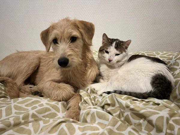 MANHATTAN, chiot femelle croisée