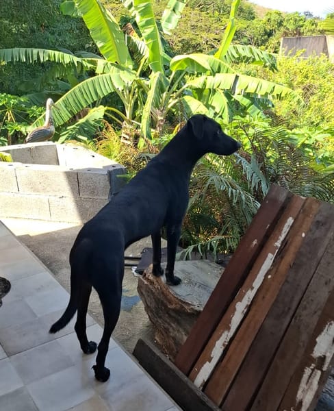 USLA, Femelle junior Berger Créole