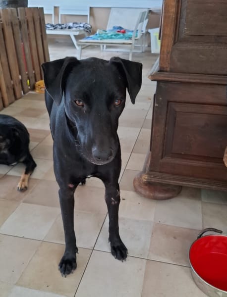 USLA, Femelle junior Berger Créole