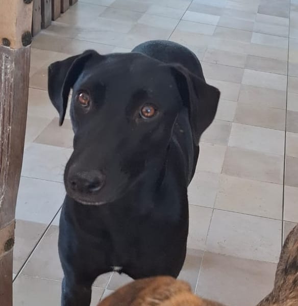 USLA, Femelle junior Berger Créole