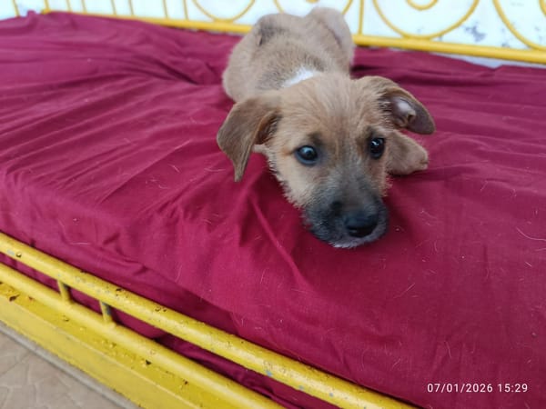 🐾 À L’ADOPTION – ASHER, adorable boule d’amour 🐾