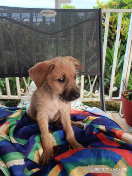 🐾 À L’ADOPTION – ASHER, adorable boule d’amour 🐾