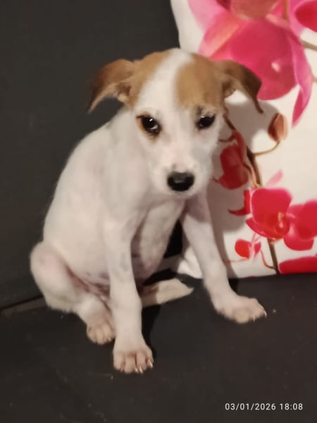 🐾 À L’ADOPTION – ASLO, craquant loulou à la tête de fripouille 🐾