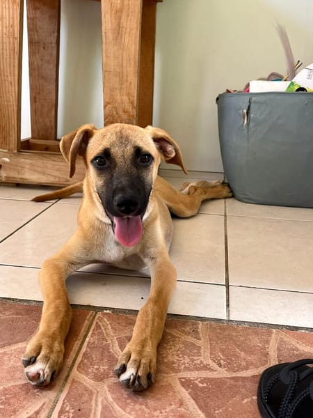 🐾 À L’ADOPTION – CASSIA 🐾