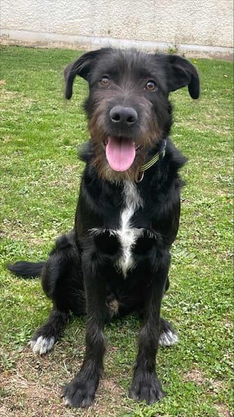 🐾 À L’ADOPTION – DJANGO, jeune lab plein d’amour et d’énergie ! 🐾