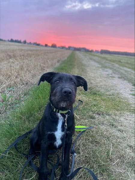 🐾 À L’ADOPTION – DJANGO, jeune lab plein d’amour et d’énergie ! 🐾