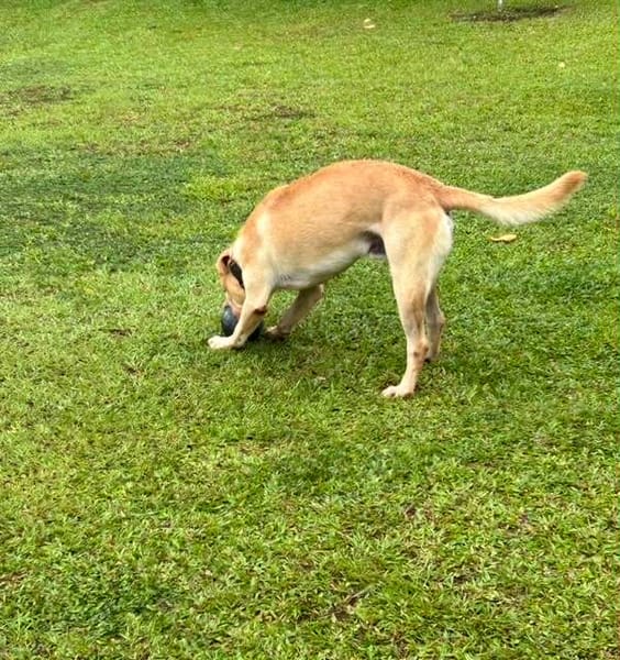 🐾 À L’ADOPTION – DUBAÏ, un grand cœur couleur crème 🐾