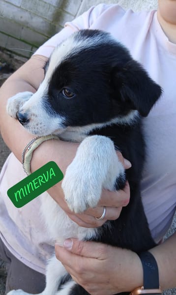 GINNI, RON Y MINERVA