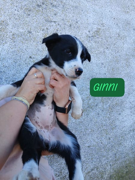 GINNI, RON Y MINERVA