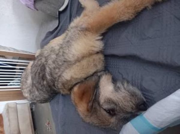 Mausi wartet auf ihren Menschen