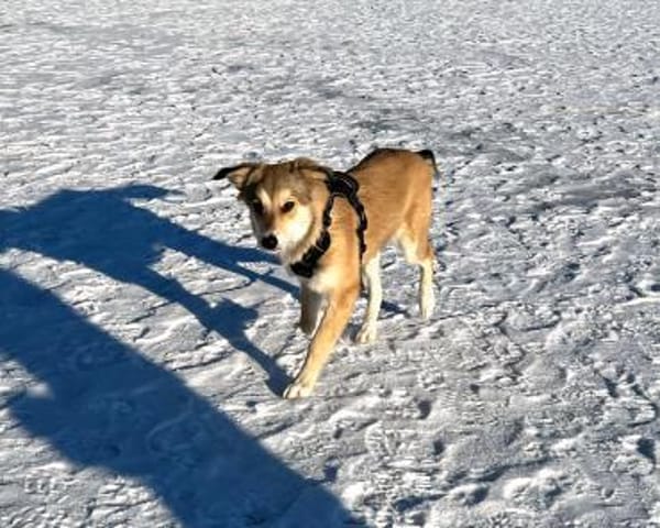 Kinderliebe, aktive, tolle Foxy sucht ..