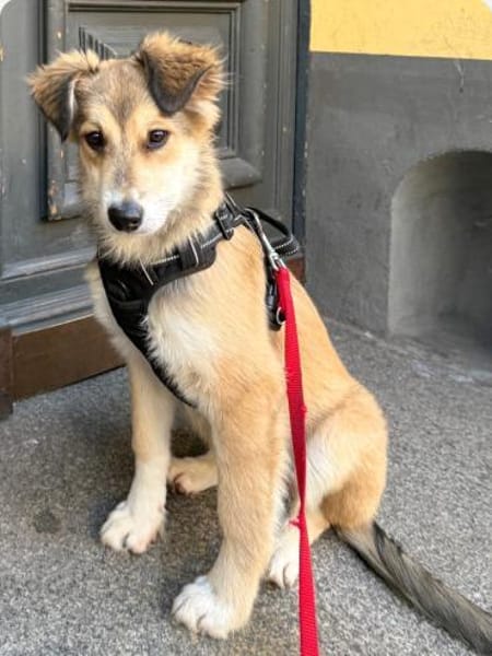 Kinderliebe, aktive, tolle Foxy sucht ..