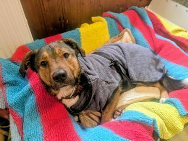 Sharo, dein neuer bester Freund