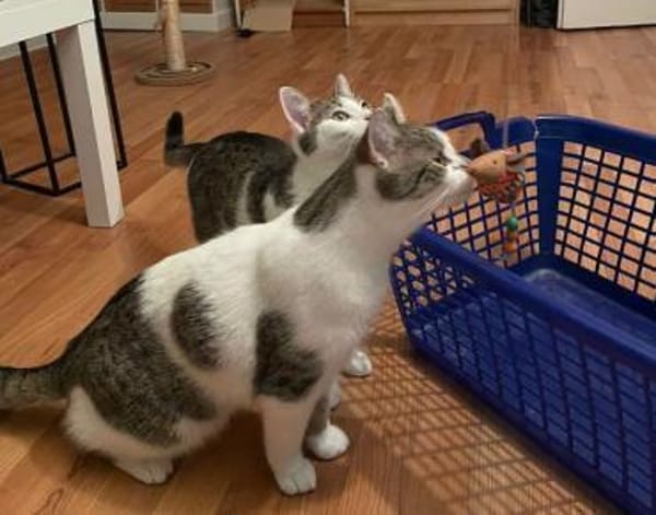 Alex, verspielter Kuschelbär, ca. 8 Mona