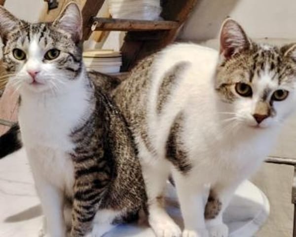 Alex, verspielter Kuschelbär, ca. 8 Mona