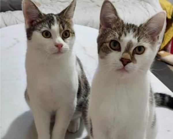 Alex, verspielter Kuschelbär, ca. 8 Mona