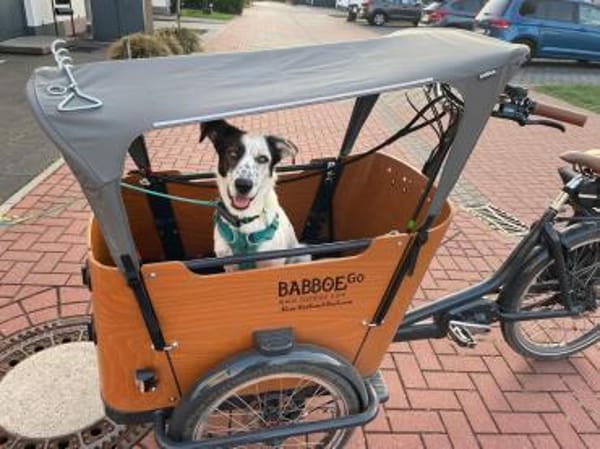 Lotti sucht ihr Zuhause