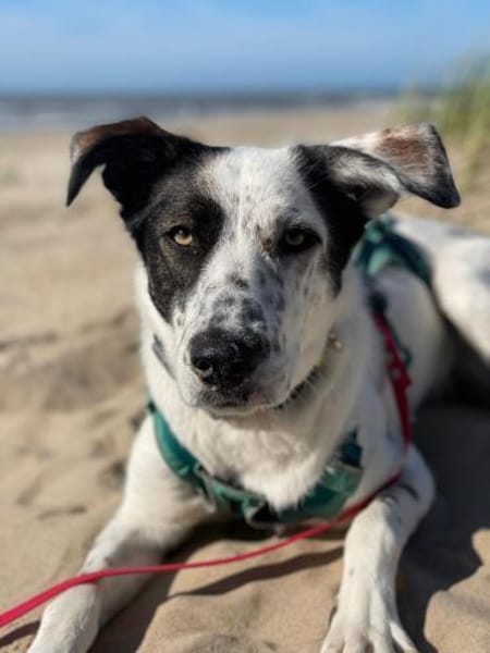 Lotti sucht ihr Zuhause