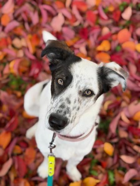 Lotti sucht ihr Zuhause