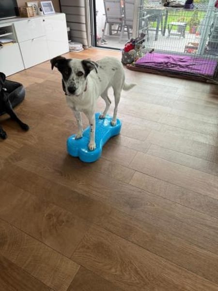 Lotti sucht ihr Zuhause