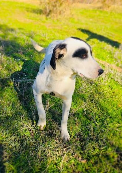 Dalmatiner Labby Mix Momo