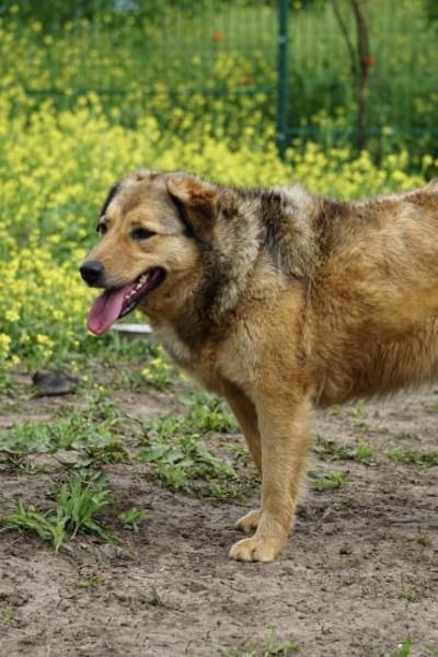 Abby sucht eine Pflegestelle