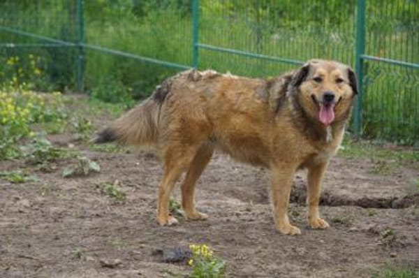 Abby sucht eine Pflegestelle
