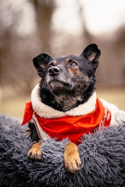 Dante, liebenswerter Rüde, 6J 83024