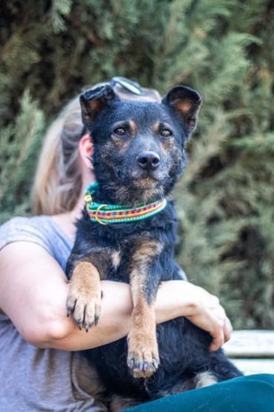 Dante, liebenswerter Rüde, 6J 83024