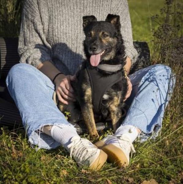 Dante, liebenswerter Rüde, 6J 83024