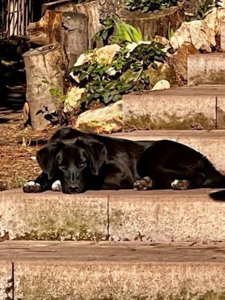 Pauline, grazile Herzenshündin, ca. 1 Ja