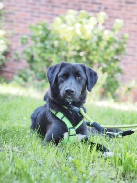 Pauline, grazile Herzenshündin, ca. 1 Ja