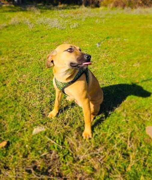 Kati eine Seele von Hund