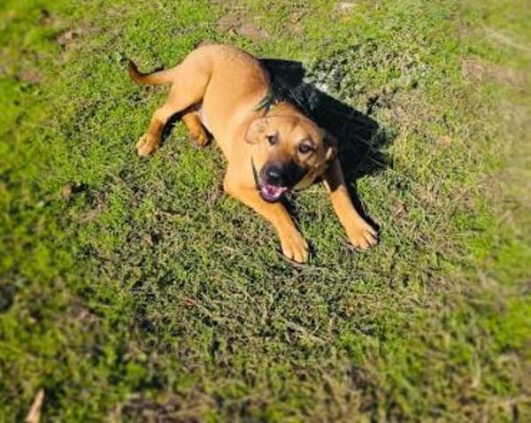 Kati eine Seele von Hund