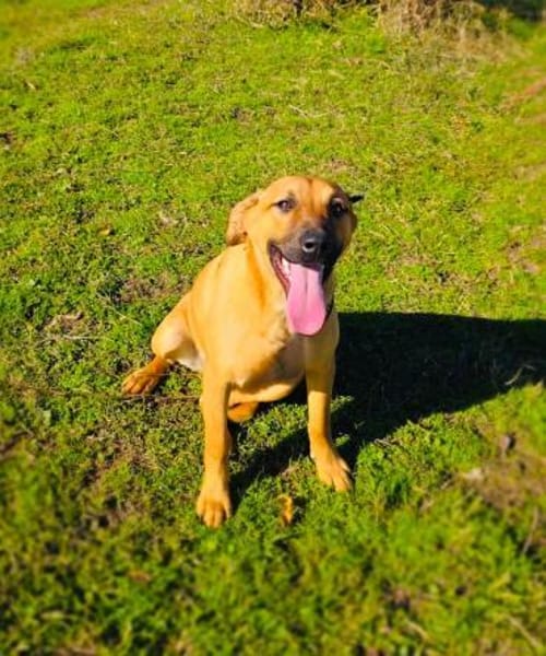 Kati eine Seele von Hund