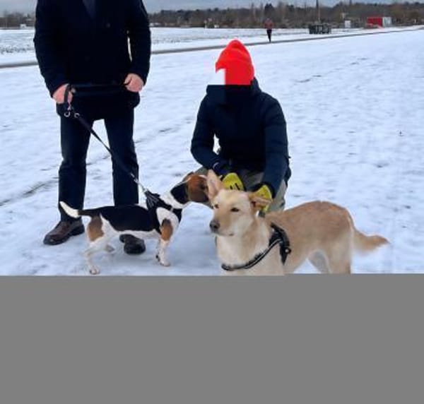 Tolle Ceci, sehr aktiv, kinderlieb sucht