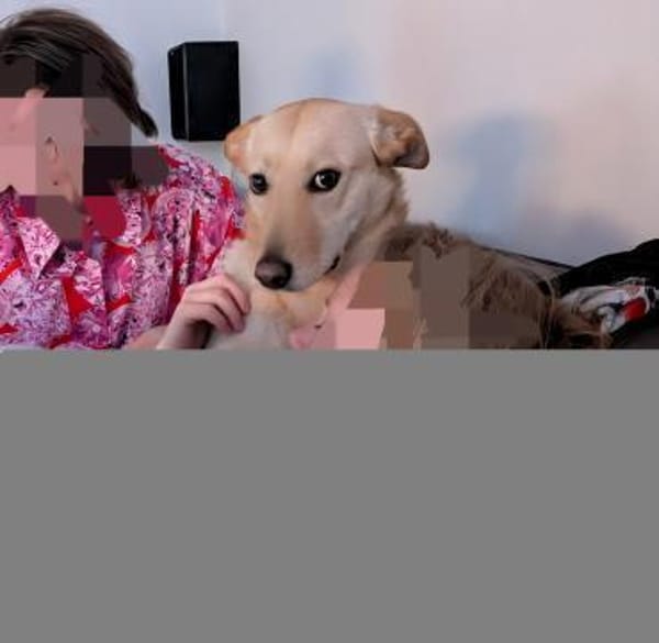 Tolle Ceci, sehr aktiv, kinderlieb sucht