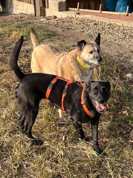 Labra ist auf Pflegestelle bei Würzburg