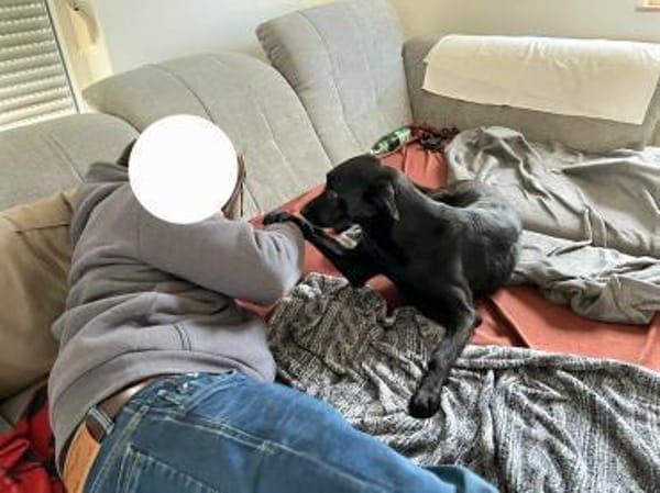 Labra ist auf Pflegestelle bei Würzburg