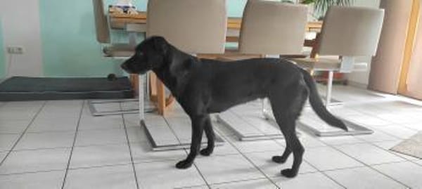 Labra ist auf Pflegestelle bei Würzburg