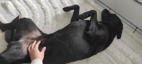 Labra ist auf Pflegestelle bei Würzburg