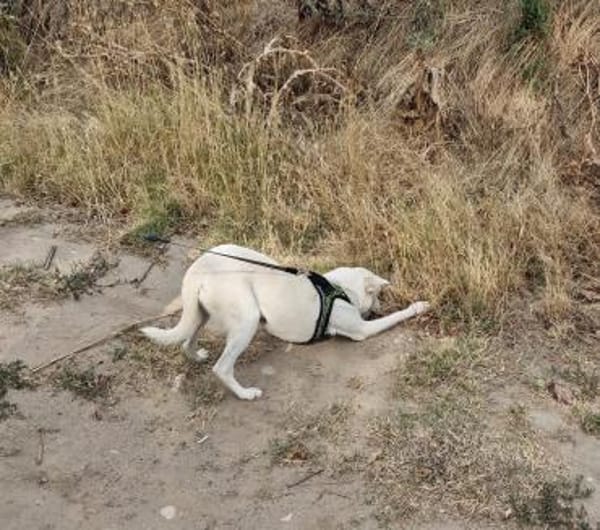 Pamela die verschmuste Hündin