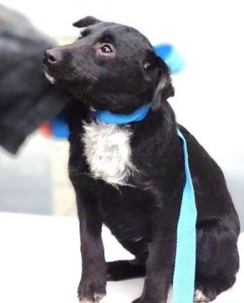 Wer gibt DINA ein Zuhause?