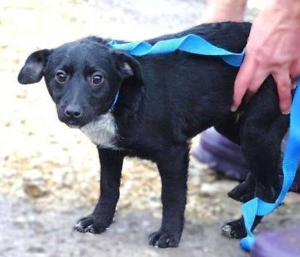 Wer gibt DINA ein Zuhause?